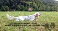 Setter Anglais HELFI DES COLLINES DE L'IZARS Setter Anglais HELFI DES COLLINES DE L'IZARS